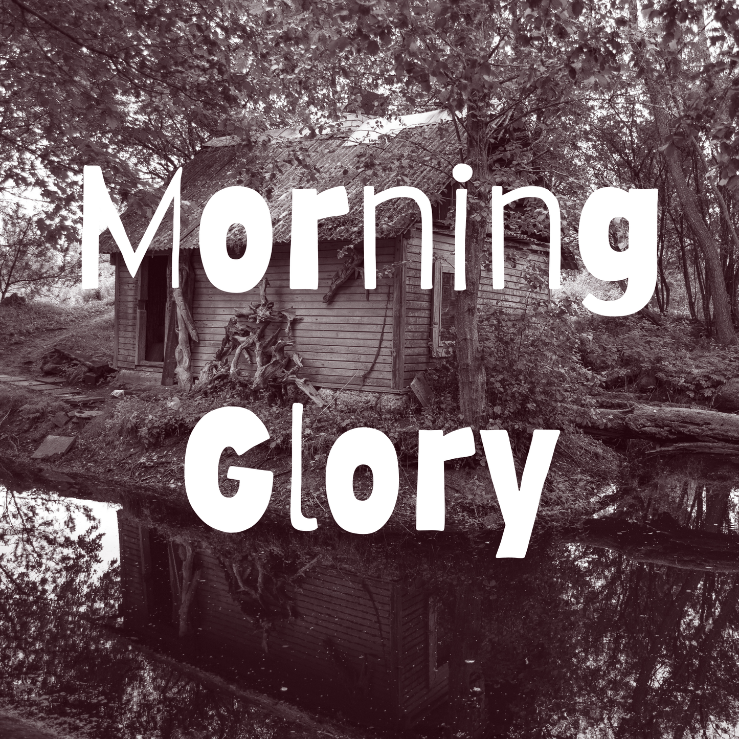 Morning Glory