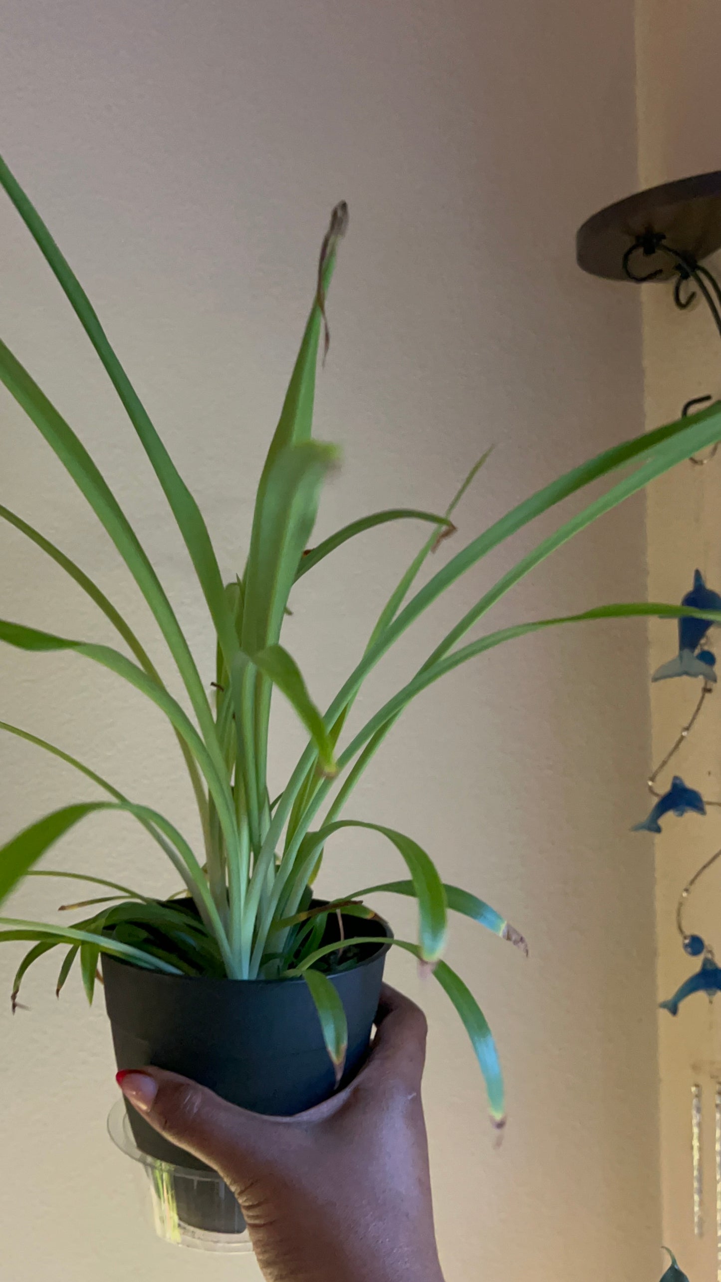 Spider Plant – Calming Air-Purifier & Balance Keeper
