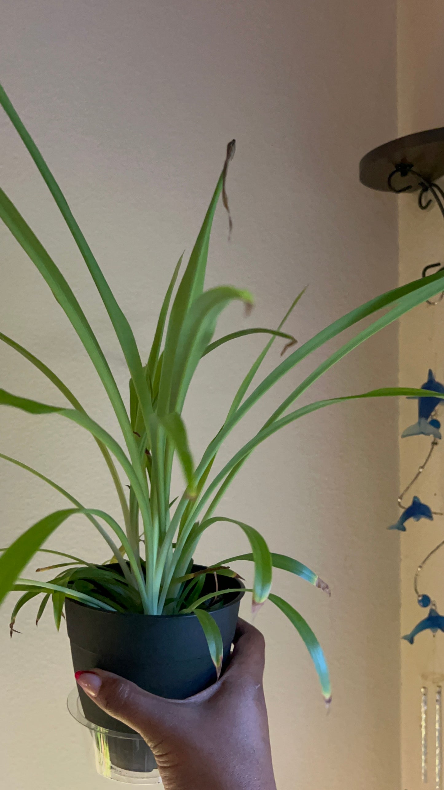 Spider Plant – Calming Air-Purifier & Balance Keeper