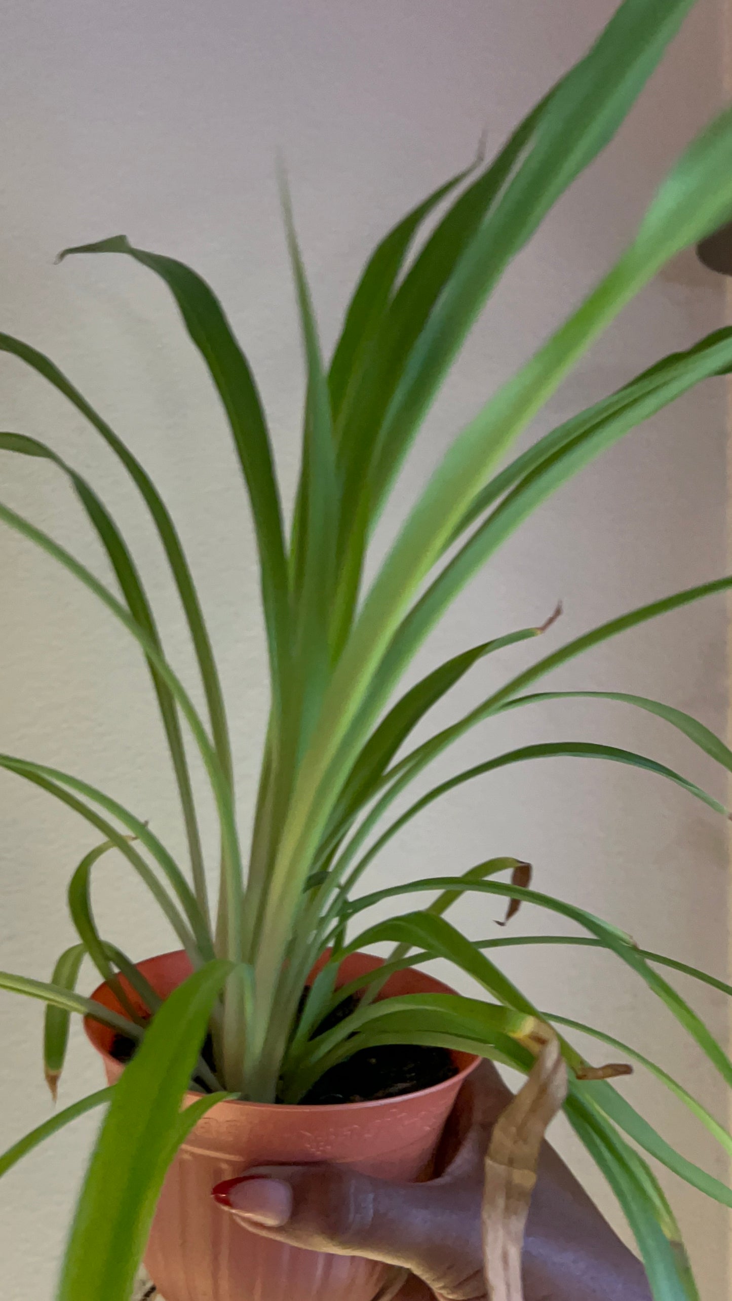 Spider Plant – Calming Air-Purifier & Balance Keeper