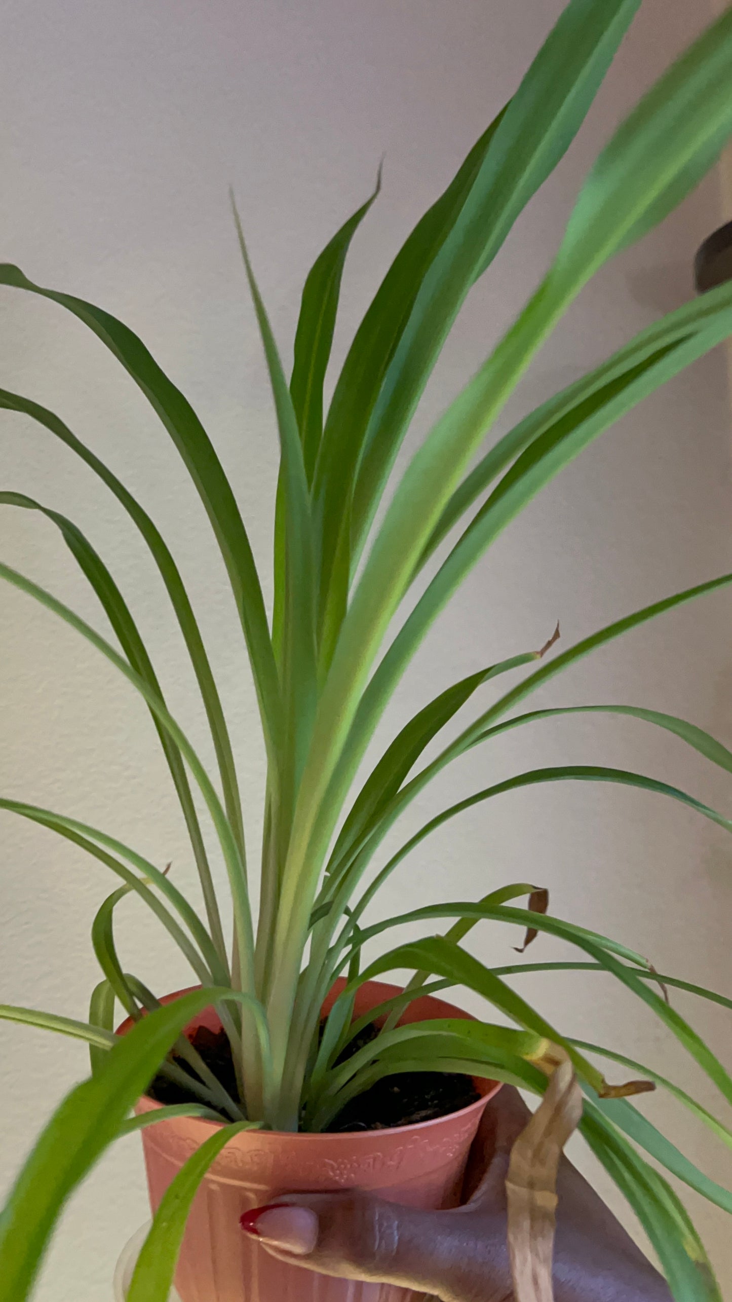Spider Plant – Calming Air-Purifier & Balance Keeper