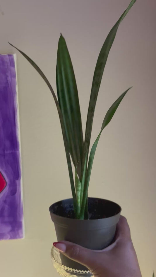 Snake Plant – Grounded Energy & Spiritual Protection